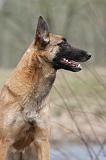 MALINOIS 677